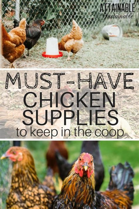 Choosing The Best Chicken Breed For Your Homestead Artofit