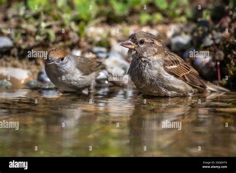 Vogel Und Vogelbad Hi Res Stock Photography And Images Alamy