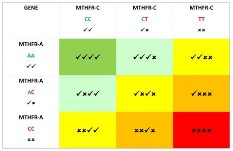 Mthfr C677t Mutation C677t Mthfr Gene Mutation