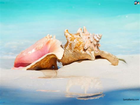 🔥 110 Wallpapers Seashells Wallpapersafari