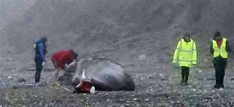 Experts Give Initial Thoughts On Why 32ft Sperm Whale Washed Up On North Wales Beach North