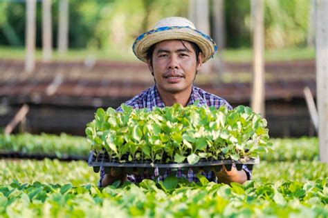 5 Cara Menanam Sawi Setiap Langkahnya Mudah Dipraktikkan