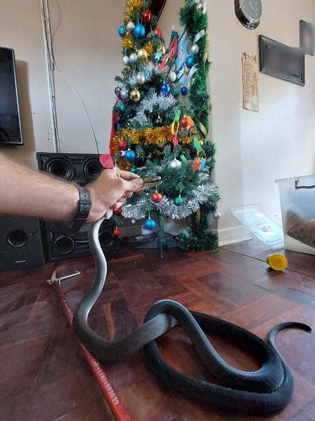 Mamba Negra Surge Em Rvore De Natal Durante Festa E Assusta Fam Lia