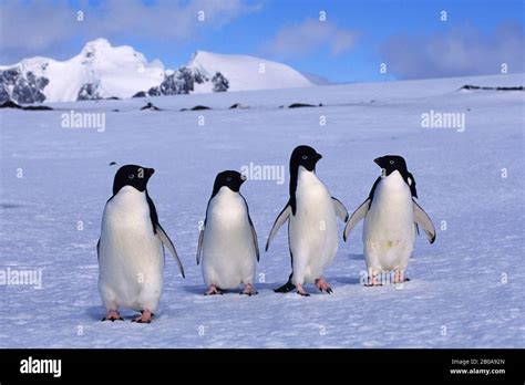 ANTARCTICA, SOUTH ORKNEY ISLANDS, LAURIE IS., ADELIE PENGUINS WALKING ON SNOW Stock Photo - Alamy