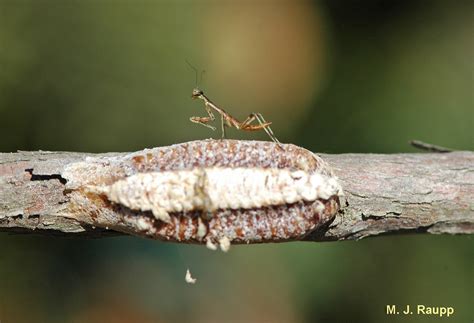 Surviving winter, Part III: Egg cases of the Praying mantis, Mantis ...