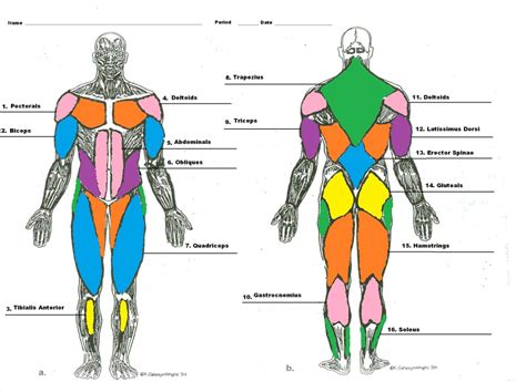 Easy Simple Leg Muscle Diagram - ghytuer