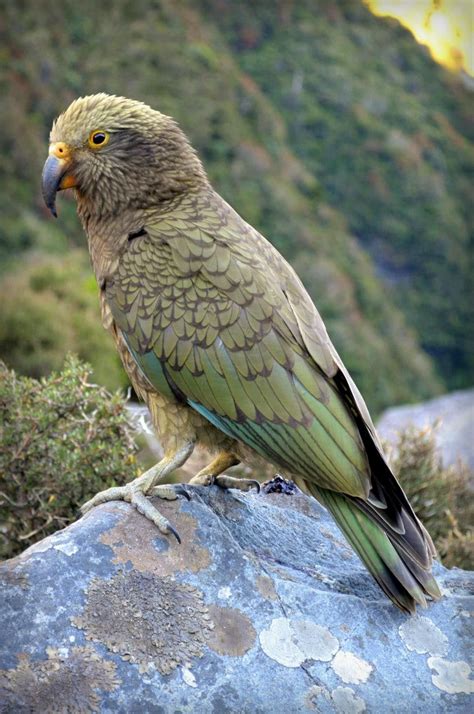 El Kea Parrot Pet Exotic Birds Parrot