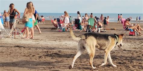 Animales Y Vehículos En La Playa Dónde Están Permitidos Y Cuál Es La