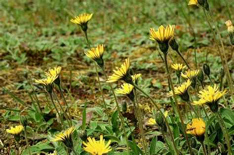 Fleurs Prairie Floraison Le Photo Gratuite Sur Pixabay Pixabay