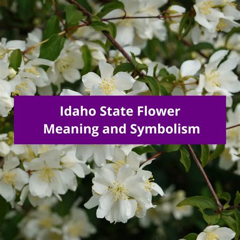 Idaho State Flower The Syringa The Syringa