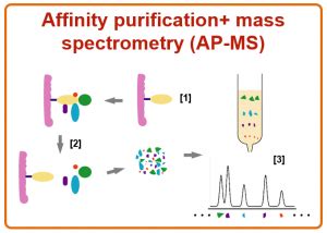 High Throughput Affinity Purification Mass Spectrometry Protein