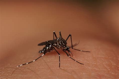 Por Que Especialistas Alertam Para O Risco De Nova Epidemia De Dengue