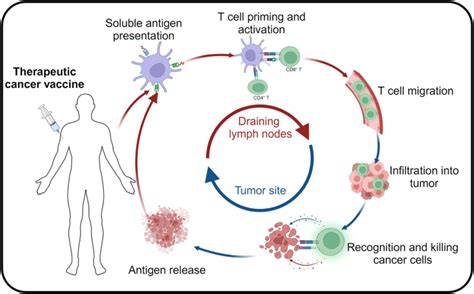 治疗性癌症疫苗进展挑战和前景 Signal Transduction and Targeted Therapy X MOL