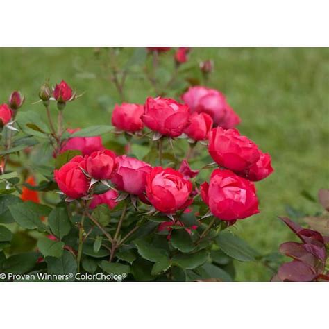 Proven Winners Gal Oso Easy Double Red Landscape Rose Continually