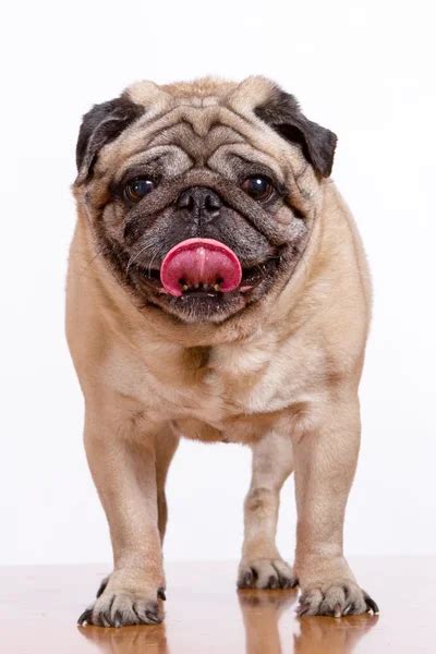 Two Pugs Sticking The Tongue Out Isolated On White — Stock Photo