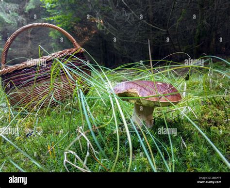 Boletus and chestnut boletus collecting in Lower Bavaria Germany Stock ...