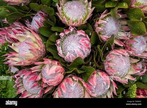 King Protea Or Protea Cynaroides The National Flower Of South Africa