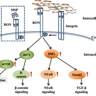 Schematic Illustration Of Molecular Mechanisms Underlying The