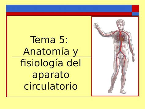 PPT Tema 5 Anatomía y fisiología del aparato circulatorio DOKUMEN TIPS