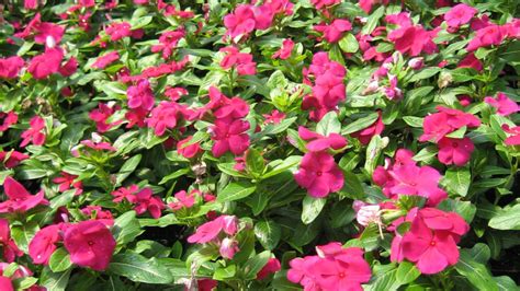 Vinca Lavender Bloom Masters