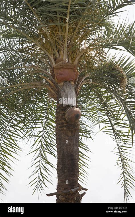 Toddy palm tree, Orissa, India Stock Photo - Alamy