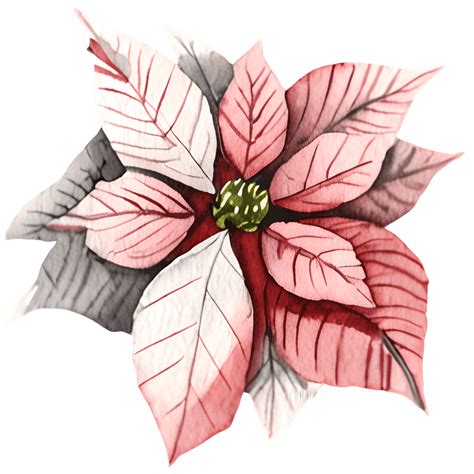 Pretty Poinsettia In The Grass · Creative Fabrica