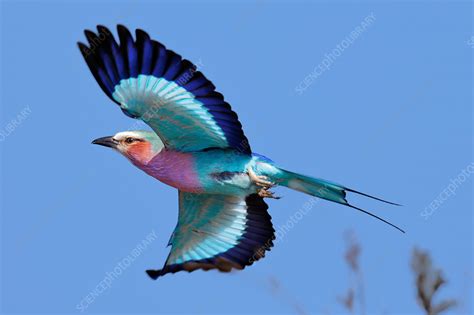 Lilac Breasted Roller Stock Image F Science Photo Library