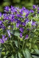 Campanula glomerata Alba Garten Knäuel Glockenblume Garten Reiter GmbH