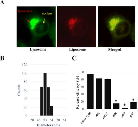 A Fluorescent Microscopy Images Of MiaPaCa 2 Cells Treated With