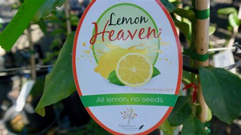 Dwarf Lemon Heaven Eureka Seedless Lakeside Plants Nursery