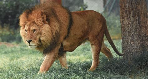 Lion Facts 33 Interesting And Fun Facts About Lion