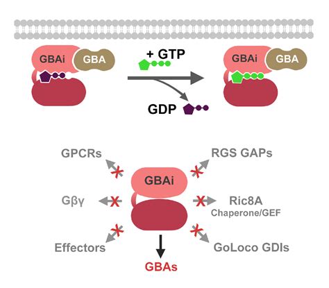 Inhibiting G Protein Signaling And Disease Biochemistry Cell Biology