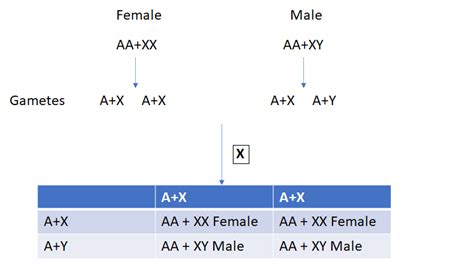 Explain The Mechanism Of Sex Determination In Humans