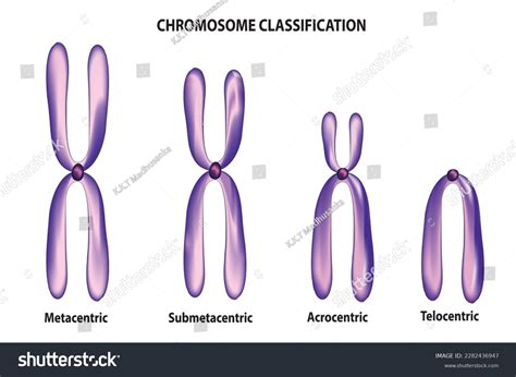 73 Chromosome Classification Images, Stock Photos & Vectors | Shutterstock