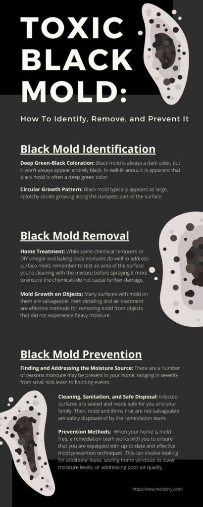 How To Identify Remove Prevent Black Mold