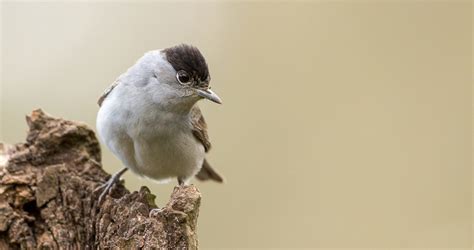 Eurasian Blackcap – Flight for Survival
