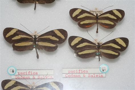 Aeria eurimedia pacifica (type specimens)