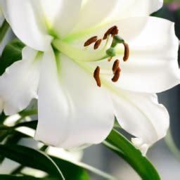 Indoor Lily Plant Types? – Bring Life to Your Home with These Indoor ...