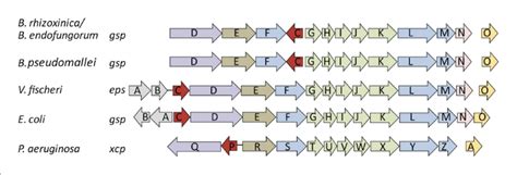 Schematic View Of The Organization Of The Type 2 Secretion System