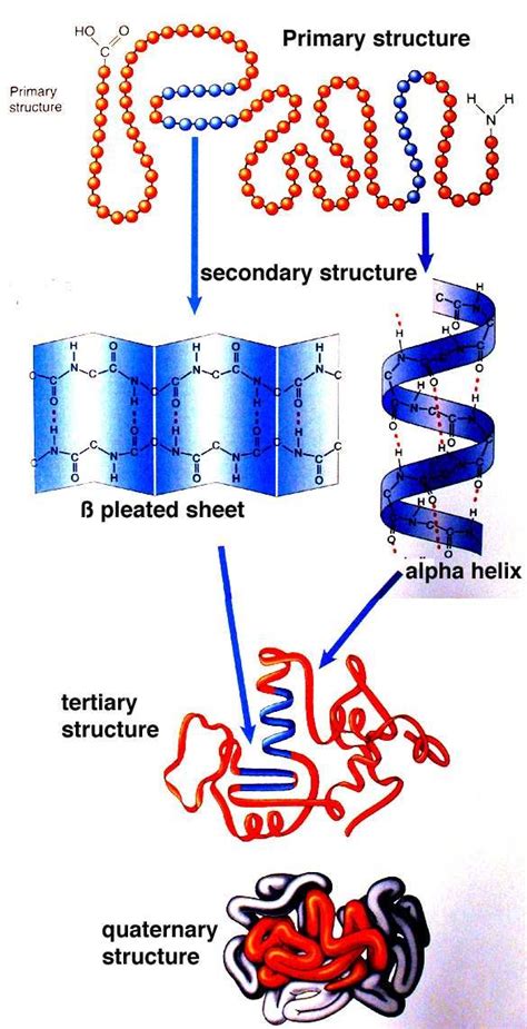 Four Levels Of Protein Structure Image Taken From Campbell And Reece