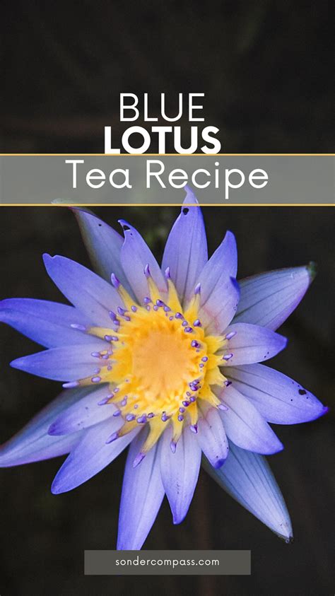 Blue Lotus Tea In Bali Blue Lotus Tea Effects Benefits And How To