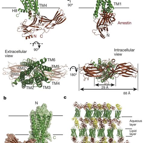 Structural Basis Of Arrestin Biased Signalling And Arrestin