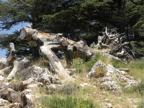 Cedars of Lebanon stock photo. Image of forest, levantine - 100358304