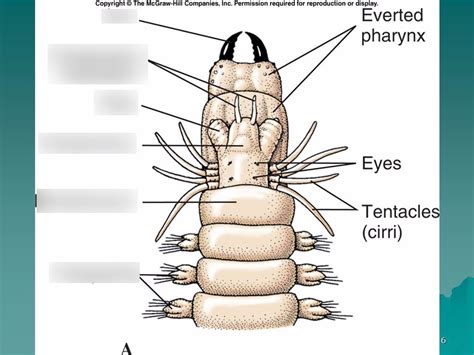 Sandworm Diagram | Quizlet