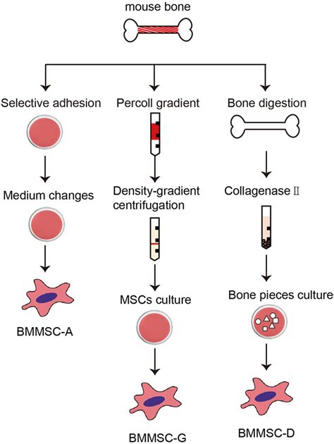 Flow Chart Of Isolation Of Mbm‐mscs Using Various Isolation Methods Download Scientific