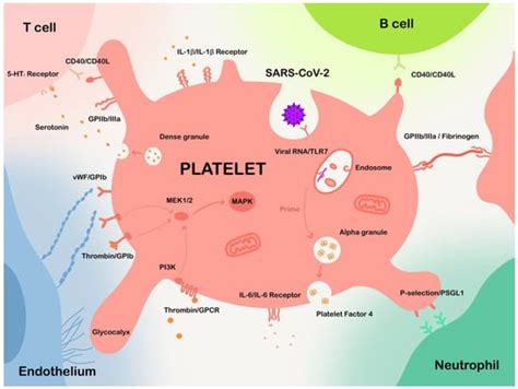 IJMS Free Full Text Crosstalk Between Platelets And SARS CoV 2