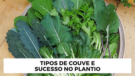 Te apresento vários tipos de couve e dicas de como cultivar YouTube