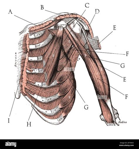 Muscles Pectoraux Banque De Photographies Et Dimages à Haute