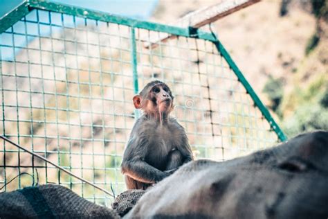 Rei Novo E Focalizado Do Macaco Foto De Stock Imagem De Selvagem