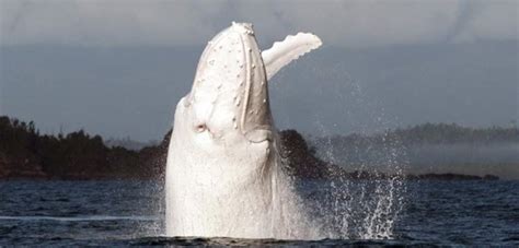 Migaloo, It's You! Australia's Famous Albino Whale Spotted Again